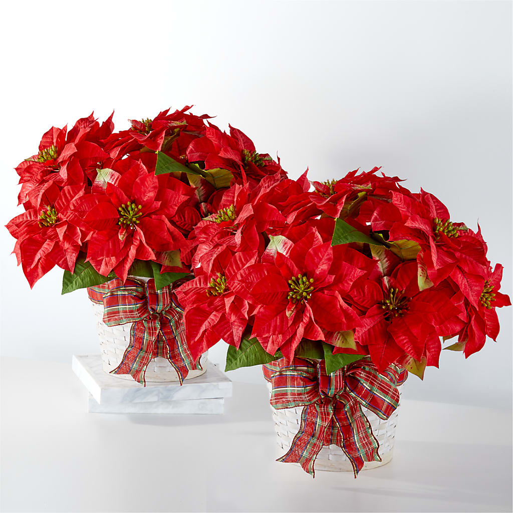 Happiest Holidays Poinsettia Bundle – Guilles Flowers Santa Clara, San Jose CA