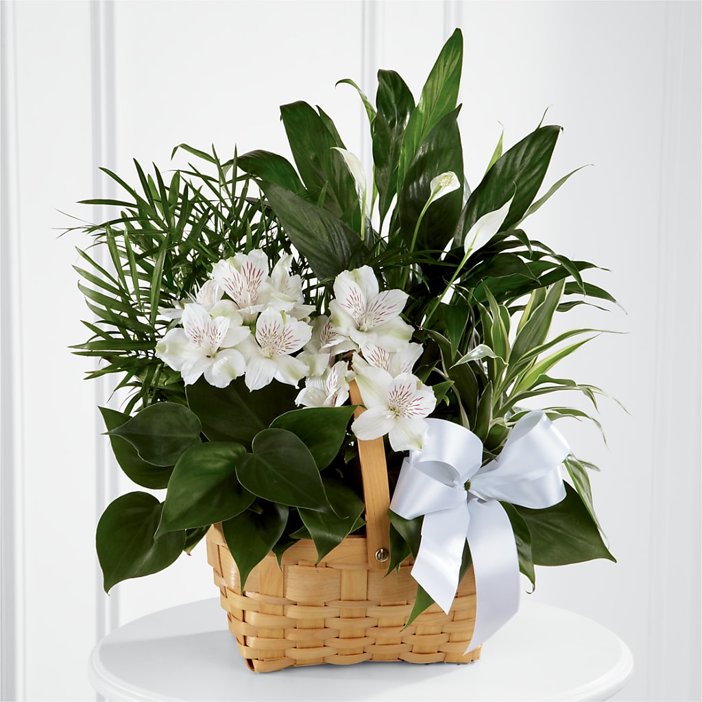 Peace & Serenity Dishgarden – Guilles Flowers Santa Clara, San Jose CA