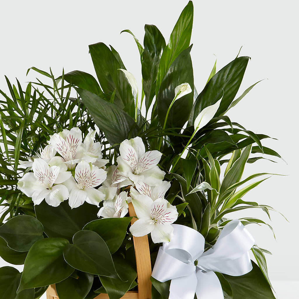 Peace & Serenity Dishgarden – Guilles Flowers Santa Clara, San Jose CA
