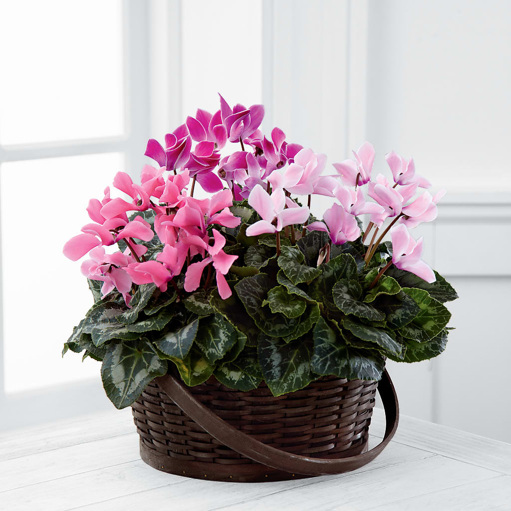 Mixed Cyclamen Planter – Guilles Flowers Santa Clara, San Jose CA