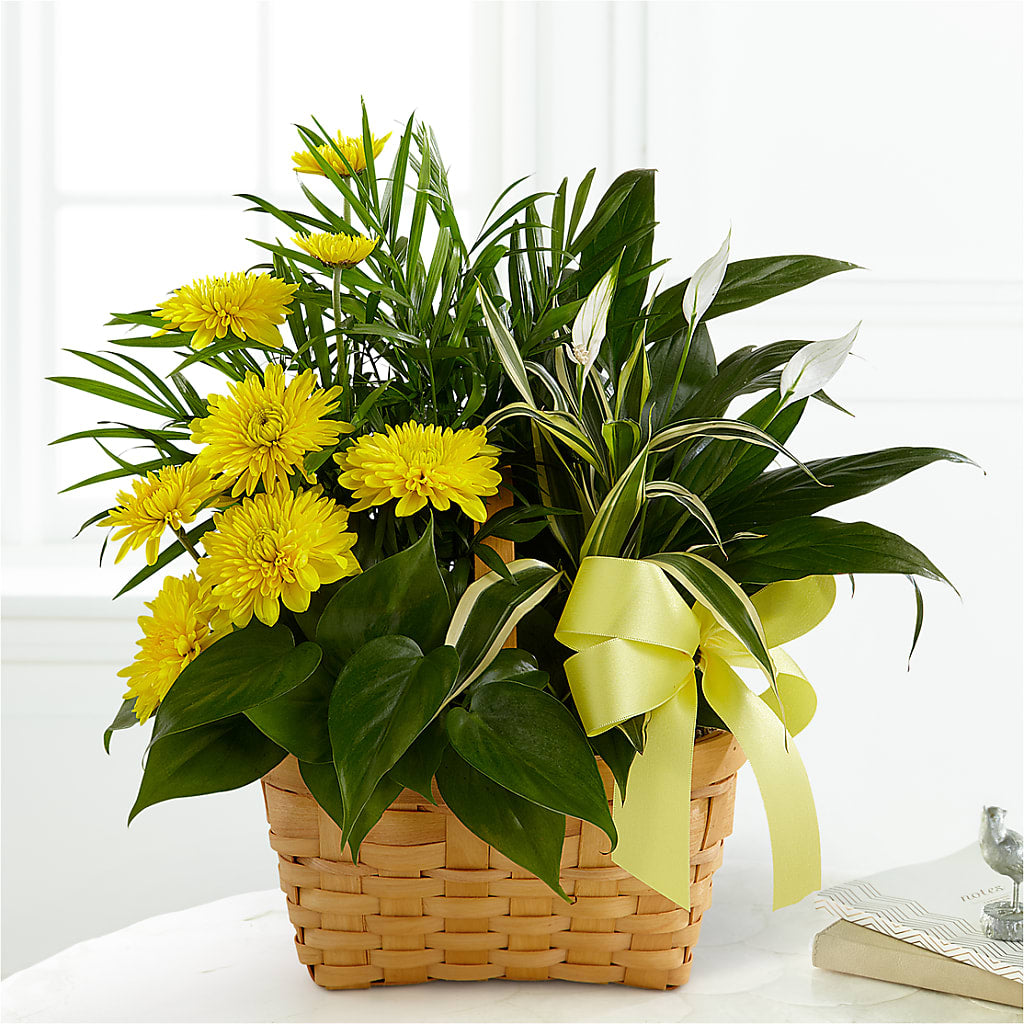 Loving Light Dishgarden – Guilles Flowers Santa Clara, San Jose CA