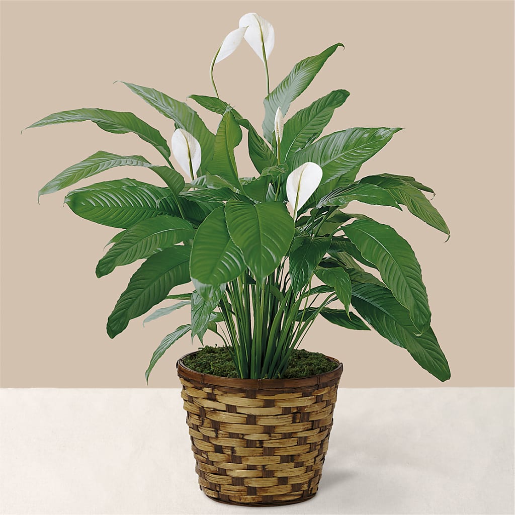 Tranquil Moments Peace Lily Plant – Guilles Flowers Santa Clara, San Jose CA