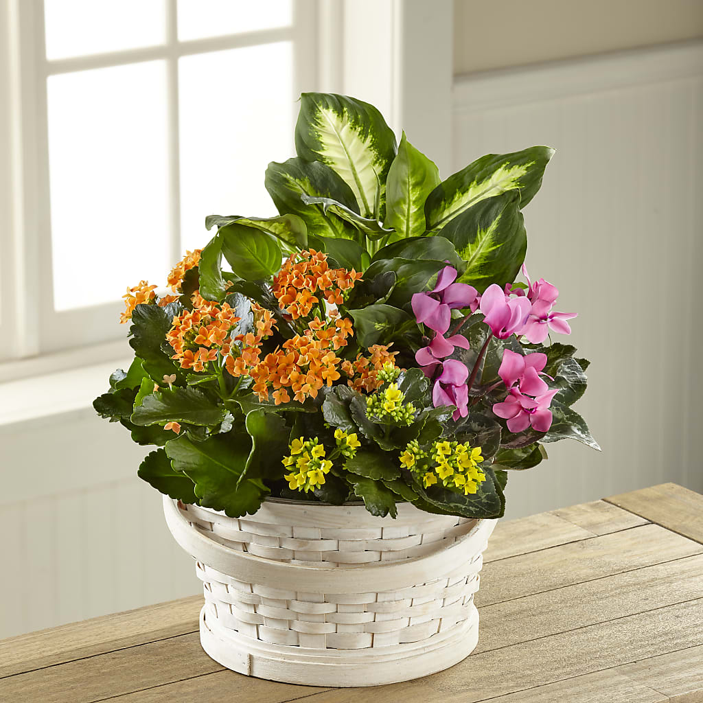 Color Crush Dishgarden – Guilles Flowers Santa Clara, San Jose CA