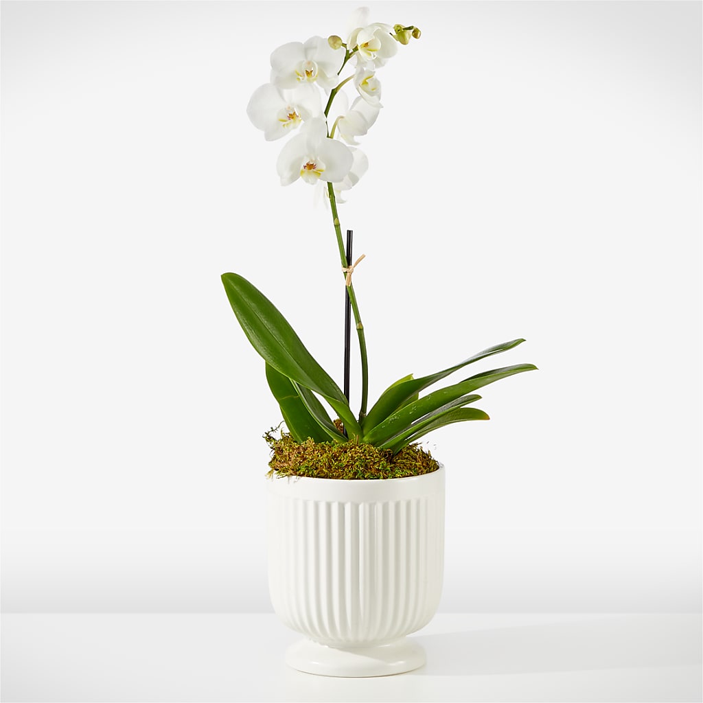 Whispering White Orchid – Guilles Flowers Santa Clara, San Jose CA