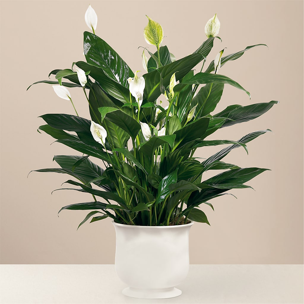 Comfort Planter – Guilles Flowers Santa Clara, San Jose CA