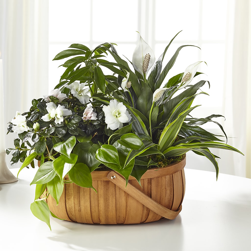 Serene Dishgarden – Guilles Flowers Santa Clara, San Jose CA