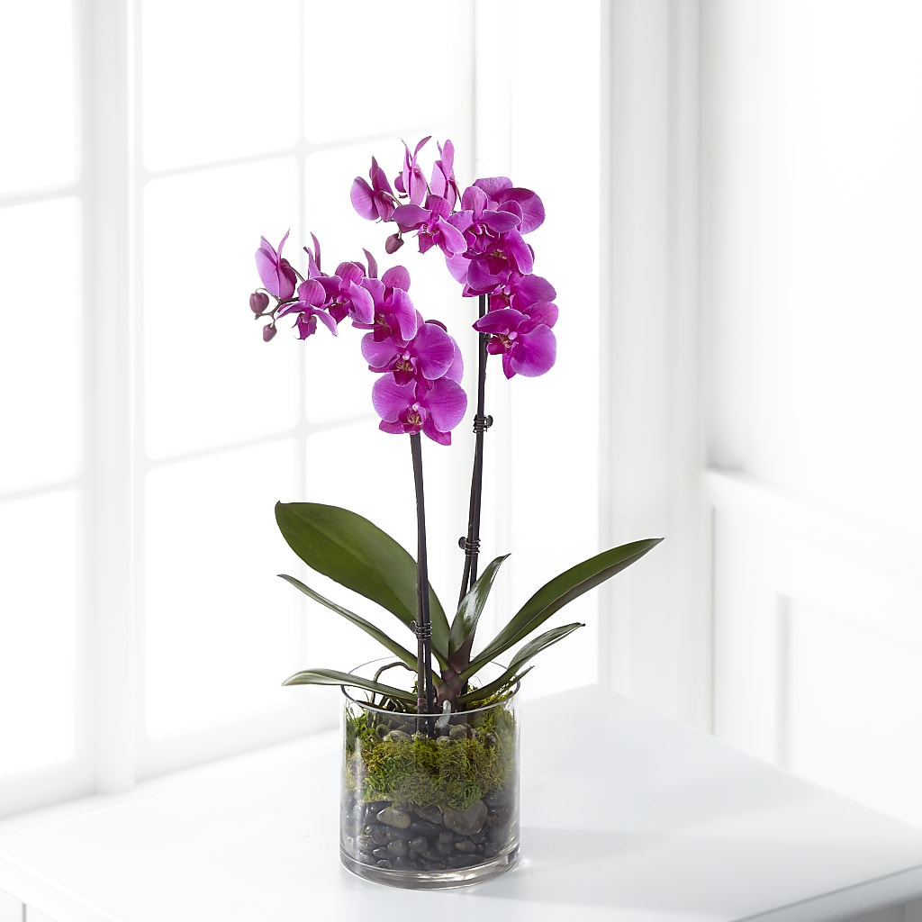 Pink Orchid Plant – Guilles Flowers Santa Clara, San Jose CA