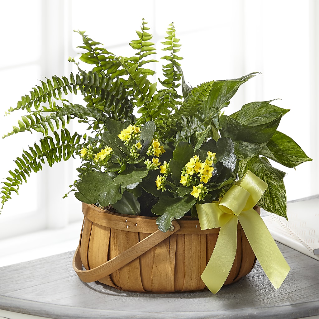 Always Dear Dishgarden – Guilles Flowers Santa Clara, San Jose CA