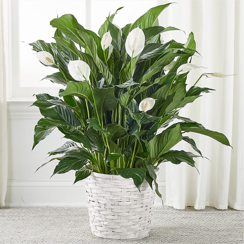 A New Leaf Peace Lily – Guilles Flowers Santa Clara, San Jose CA