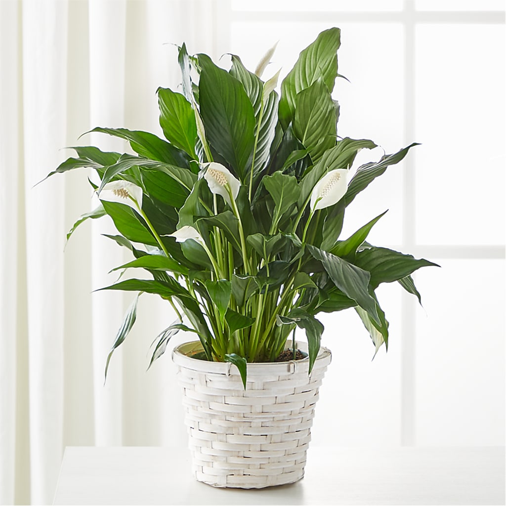 A New Leaf Peace Lily – Guilles Flowers Santa Clara, San Jose CA