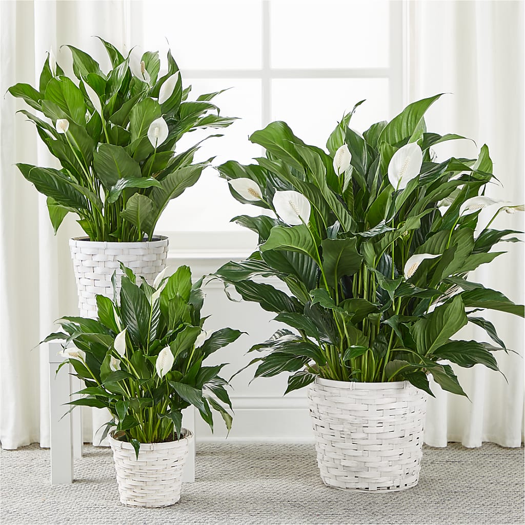 A New Leaf Peace Lily – Guilles Flowers Santa Clara, San Jose CA