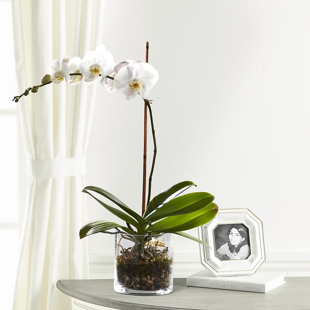 White Orchid Planter – Guilles Flowers Santa Clara, San Jose CA