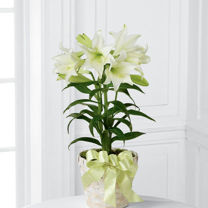 Easter Lily Plant –  Guilles Flowers Santa Clara, San Jose CA