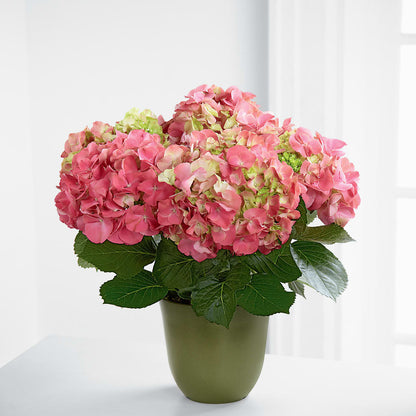 Pink Hydrangea Planter –  Guilles Flowers Santa Clara, San Jose CA