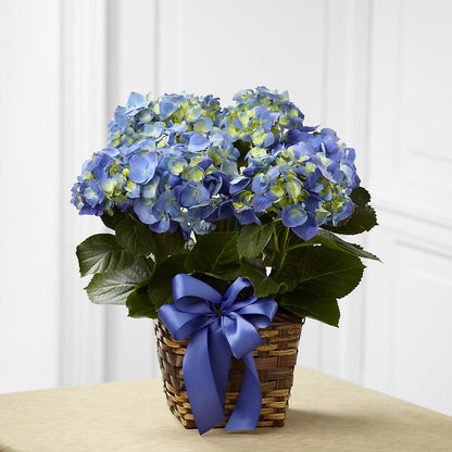 Blue Hydrangea Planter –  Guilles Flowers Santa Clara, San Jose CA
