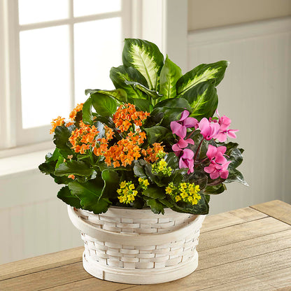 Color Crush Dishgarden –  Guilles Flowers Santa Clara, San Jose CA