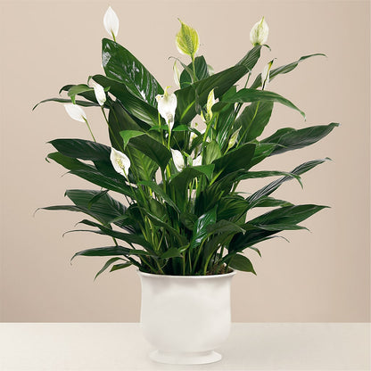 Comfort Planter –  Guilles Flowers Santa Clara, San Jose CA