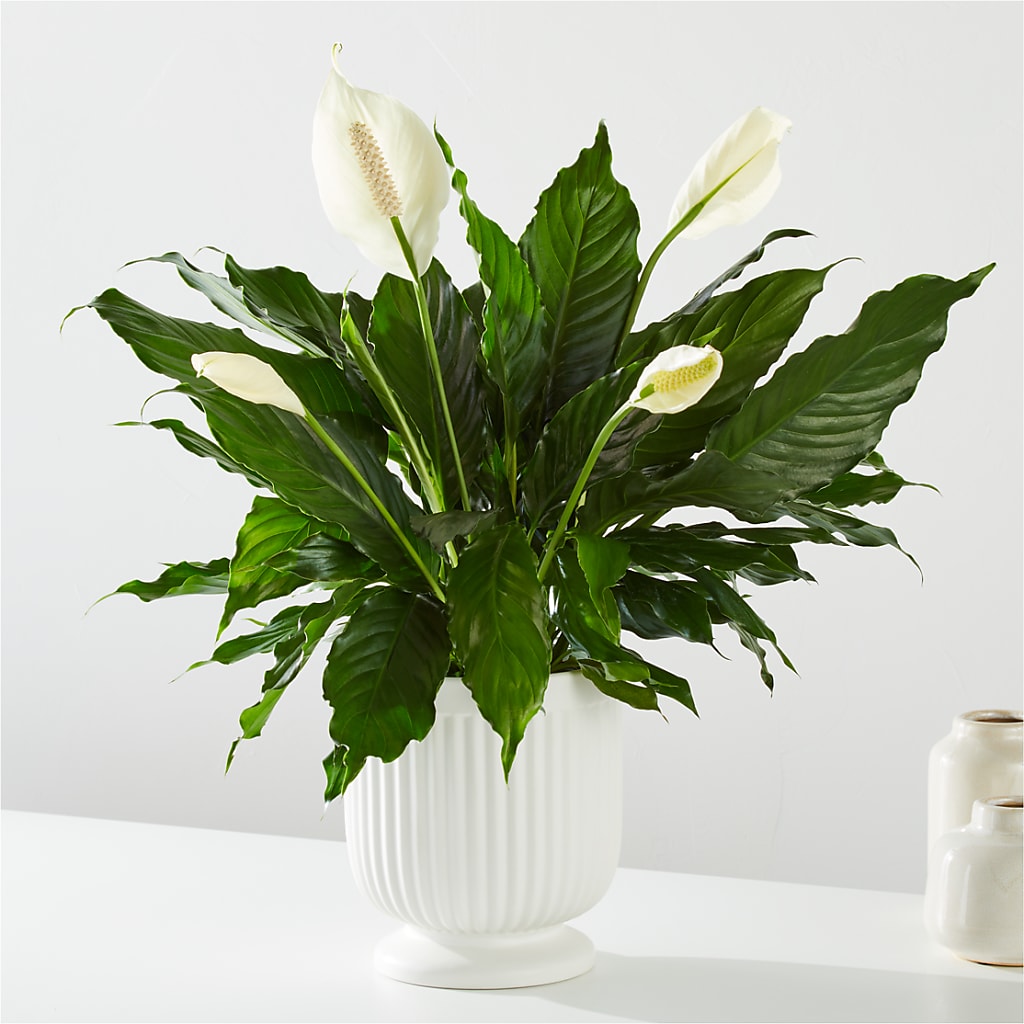 Comfort Planter –  Guilles Flowers Santa Clara, San Jose CA