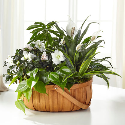 Serene Dishgarden –  Guilles Flowers Santa Clara, San Jose CA