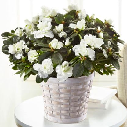 White Azalea Plant –  Guilles Flowers Santa Clara, San Jose CA