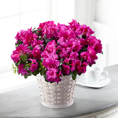 Hope & Serenity Azalea Plant –  Guilles Flowers Santa Clara, San Jose CA