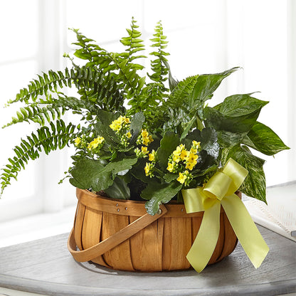 Always Dear Dishgarden –  Guilles Flowers Santa Clara, San Jose CA