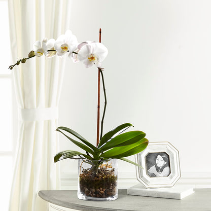 White Orchid Planter –  Guilles Flowers Santa Clara, San Jose CA