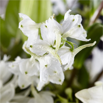 Classic Ivory – A Florist Original –  Guilles Flowers Santa Clara, San Jose CA